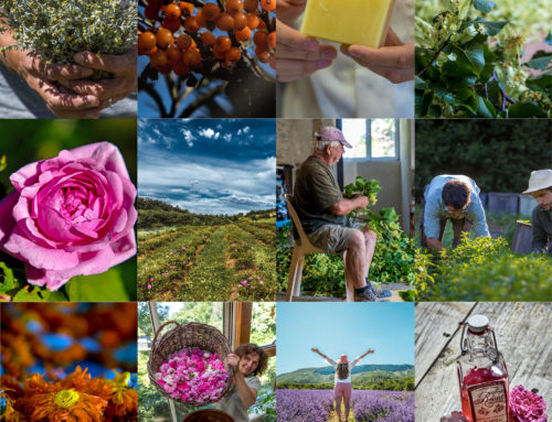 Végét’AlpesDévelopper la filière des plantes à parfum, aromatiques et médicinales