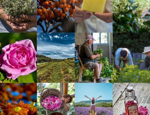 Végét’AlpesDévelopper la filière des plantes à parfum, aromatiques et médicinales